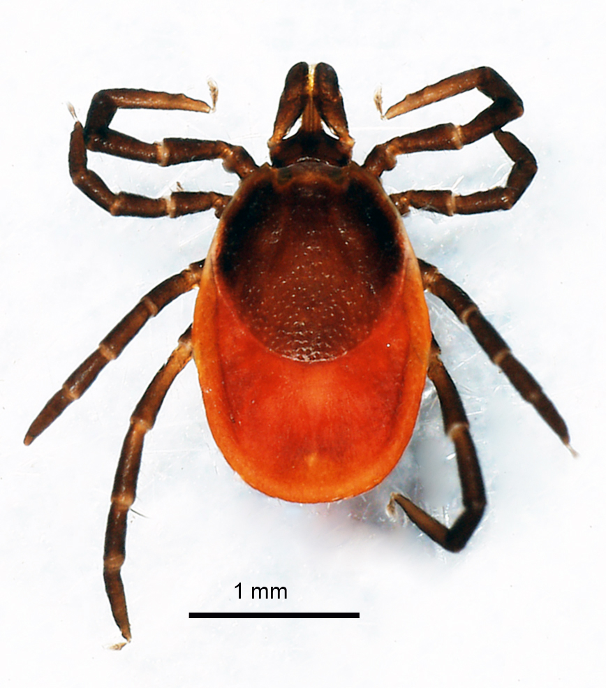 ixodes_rycinus_female.jpg