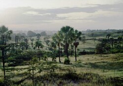 Madagaskar - ginący świat - roślinność Madagaskaru