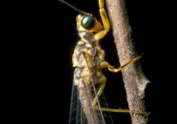 Madagaskar - ginący świat - Zwierzęta