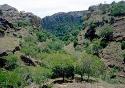 Madagaskar - ginący świat - roślinność Madagaskaru