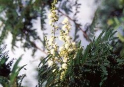 Madagaskar - ginący świat - roślinność Madagaskaru