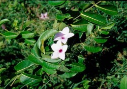 Madagaskar - ginący świat - roślinność Madagaskaru