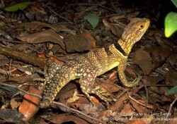 Madagaskar - ginący świat - Zwierzęta