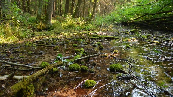 Źródła Polski - konferencja naukowa Instytutu Biologii i Parku Krajobrazowego Puszczy Knyszyńskiej
 