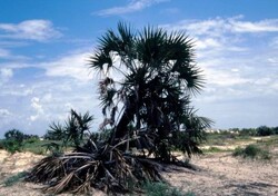 Madagaskar - ginący świat - roślinność Madagaskaru