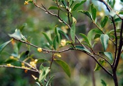 Madagaskar - ginący świat - roślinność Madagaskaru