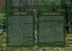 Grzyby i śluzowce - wystawa w UCP