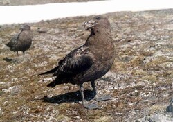 Skua - wydrzyk subantarktyczny