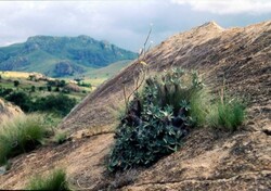 Madagaskar - ginący świat - roślinność Madagaskaru