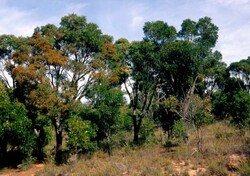 Madagaskar - ginący świat - roślinność Madagaskaru