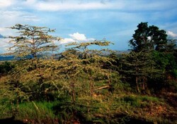 Madagaskar - ginący świat - roślinność Madagaskaru